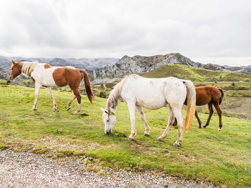 Group of horses in the mountains in Covandonga Lakes, Asturias, Spain