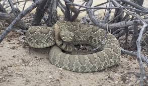 La temporada de serpientes llega a Phoenix después de un largo invierno